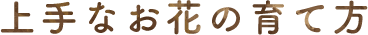 上手なお花の育て方