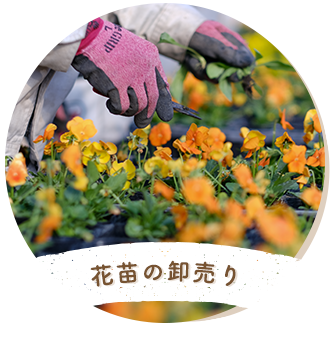 花苗の卸売り