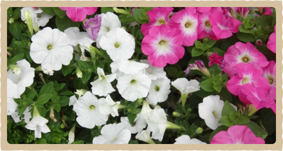 春　　３月〜5月