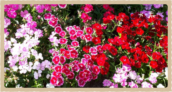 夏　　6月〜9月